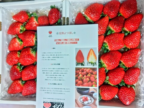 完熟よつぼし☆（ご家庭用・約530g×2箱）