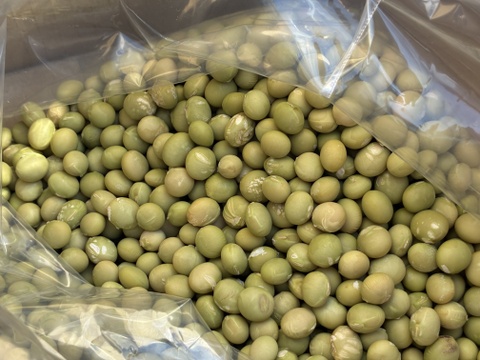 【訳あり】　入手困難！？　幻のダイズ『こうじいらず』(1KG)