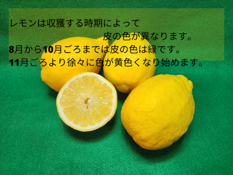 箱込約1㌔×2セット　種なしレモンとマイヤーレモン食べくらべ　（種なしレモン箱込約1㌔　マイヤーレモン箱込約1㌔の食べくらべセット）