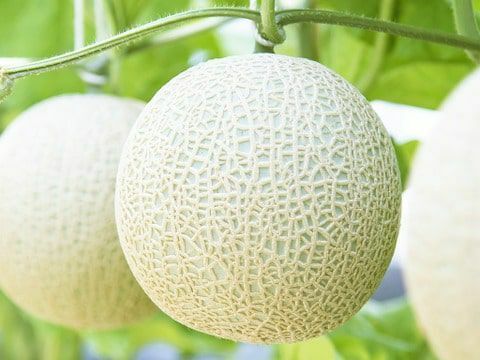 3/20～発送【先着20名様限定】贈答用1玉スプーン付 蓋刻印【おめでとうございます】or【ありがとうございます】選択可