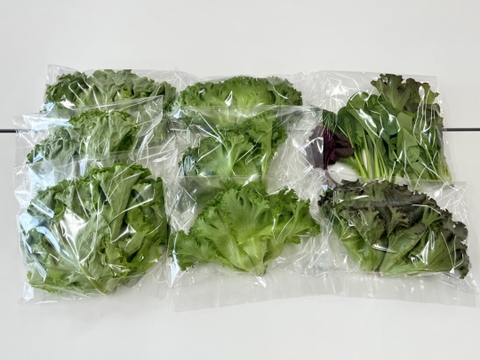 箱入娘の新鮮野菜！『デリサラダ』1.5㎏