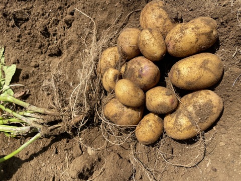 貴重な品種のじゃがいも「インカのめざめ」（2kg）