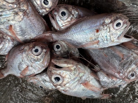 【訳あり】カワヤッコ（ヒウチダイ）1.5kg