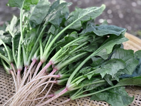 2kg｜信州産｜アクがない根付きほうれん草