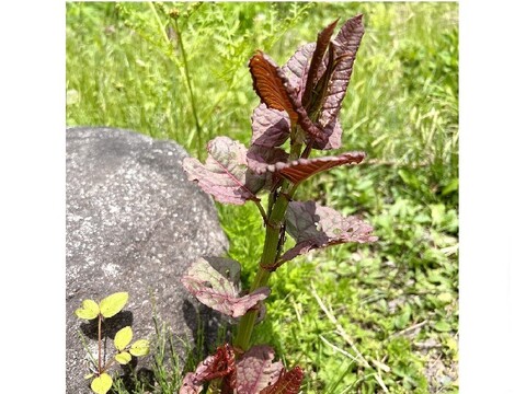 天然山菜【いたどり】国産 1㎏ 煮物 炒め物 きんぴら 天ぷら等で 山形産《予約受付》