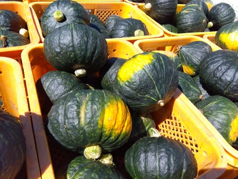 少しだけ食べたい方へ【すぐ出荷出来ます】
秋のかぼちゃも大人気です。
濃厚な甘みブラックのジョー（栗かぼちゃ）
１玉（１．５Ｋｇ以上）１２５０円　
ホクホクでしっとりとした甘みの栗かぼちゃです。