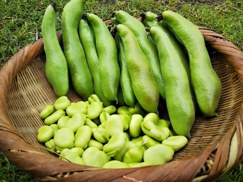 とれたて新鮮！莢付きそら豆（1.5㎏）：京都府産の野菜｜食べチョク 