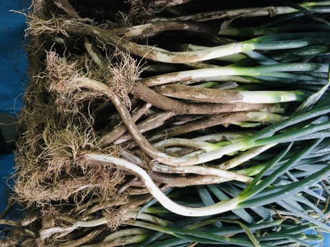 深谷ねぎ泥付き　B品曲がり5KG　刻み葱に最高です