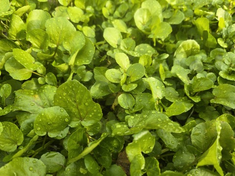 【2kg】兵庫県但馬産　ごちそうクレソン［サイズ100］