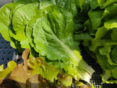 ✨ふんわりやわらか食感！朝採れ✨ミックスレタス約1.2kg　農薬・化成肥料不使用✨