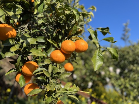 柑橘の母🤱清見オレンジ🍊（家庭用・5Kg）