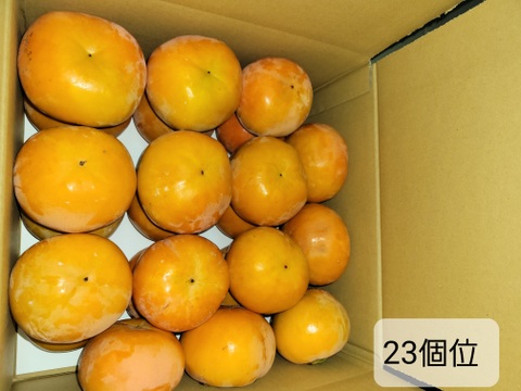 ☆彡秋の大豊作祭☆彡　和歌山県産　　富有柿　極甘(秀品)5キロ　Mサイズ