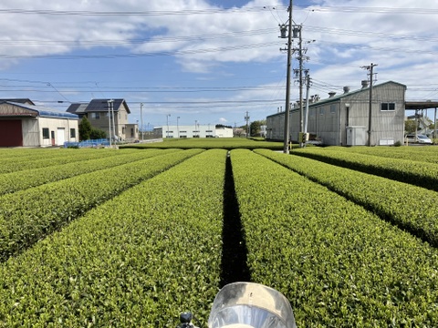 味に自信あり！【新茶】79才の父が40年以上守って来たお茶畑から作った【茶葉まで美味しい！ご飯にかけても美味しい！】深蒸し茶　100g ３袋