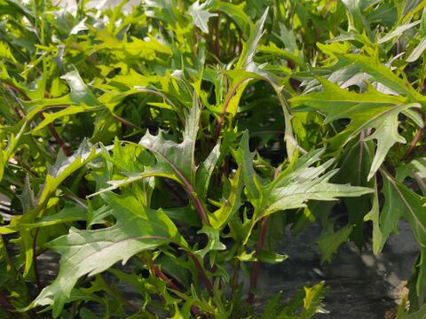 ✨農薬・化成肥料不使用の水菜食べ比べセット（赤紫水菜500g+水菜500g）✨