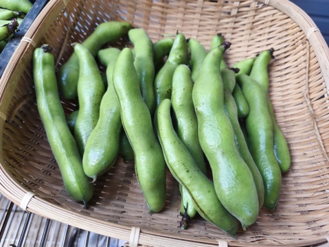 初夏の気配：採りたての「そら豆」1kg
