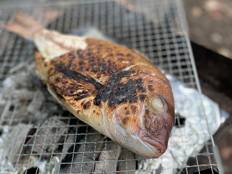 【キャンプに鯛三昧！】自然の中で味わう鯛料理！＜丸々１尾・水洗い＞