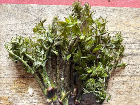 【かき揚げ用】今季最後 原木収穫 タラの芽 宮城県産 西根の森 タラの芽 (100g×3) 訳あり