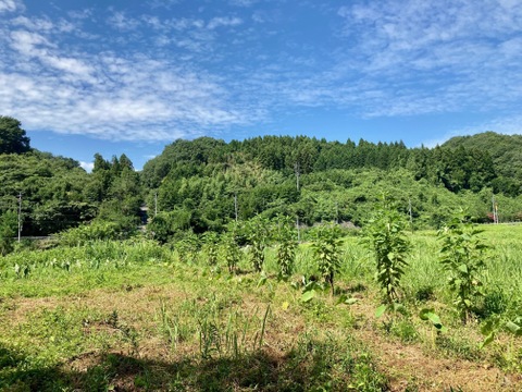 菊芋(キクイモ）農薬・化学肥料不使用　1.5kg　☆数量限定