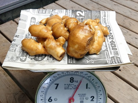 パンチのきいた辛さ！大きめサイズの親生姜１キロ