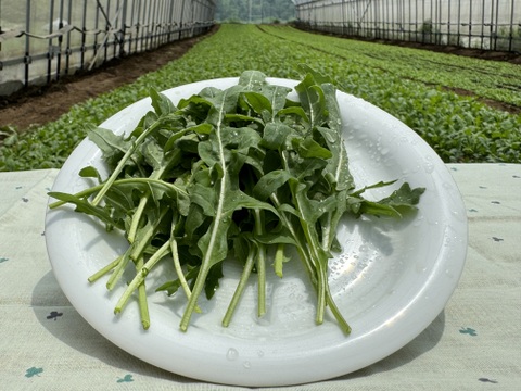 セルバチカ　ワイルドルッコラ　500g