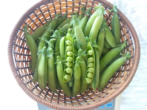 【うすいえんどう】鞘つきグリンピース ５００ｇ
一般的なグリーンピースに比べ、皮が薄く、ほくほくとした食感を楽しむことができる。
旬のグリンピースを新鮮なままお届けします
沢山必要な方はまとめ買いを。