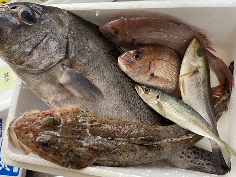 漁師直送 朝採れ個体❗️美味いのに安い❗️主婦の希望にお答えします。毎日食卓に日間賀島のお魚をどうぞ🤲【 安い鮮魚BOX】