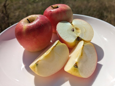 【訳あり】シナノプッチ 約1.8kg(5-12玉)  9月中旬頃発送開始予定 家庭用 長野生まれのプッチなりんご#NAP0B018