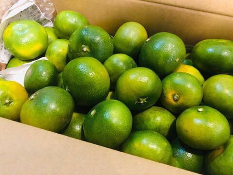 １１日か１２日で終了ひじきとみかん！？セットで届くのは石野水産ならでは！石積み段々畑の極早生（ごくわせ）みかん　1.8ｋｇ　ヒジキ2袋【４セットまで同梱OK