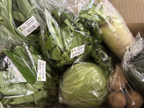 信州 夏野菜セット【8品目】：長野県産の野菜セット｜食べチョク