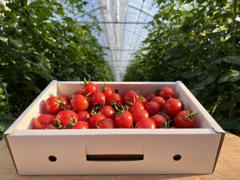 【3.0kg（1.5kg×2箱）】6月のこすず・ちゃんの完熟ミニトマト朝採り農園直送便