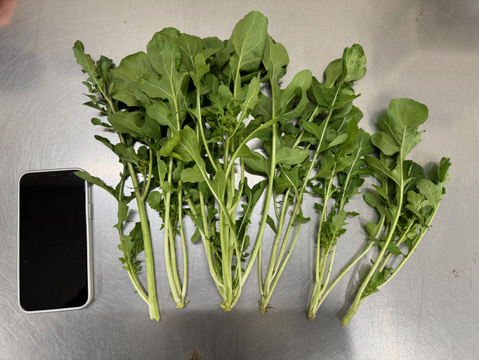 【花＊ルッコラ】年に一度のお楽しみ☆この時期しか出ないルッコラの花