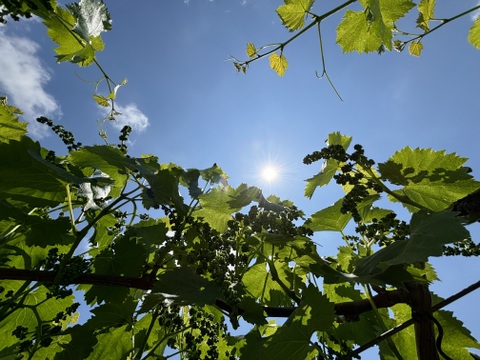 【🍇敬老の日🍇】山梨県 巨峰の町 牧丘町 2024年9月中旬発送【紫黒色の宝石】【2024年9月中旬発送】