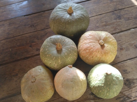 カボチャ　小