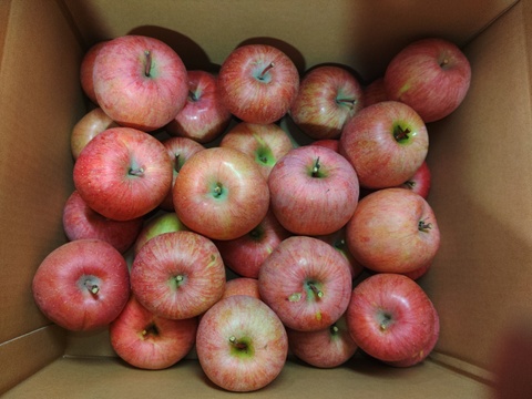 加工用に最適な訳ありのりんご🍎サンふじ🍎　　10kg　大玉～小玉入り