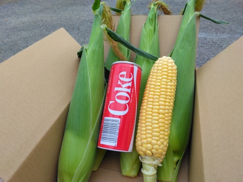 ☆2025シーズン終了☆朝採れ！ハウス栽培トウモロコシ『ゴールドラッシュ』Lサイズ5～6本🌽