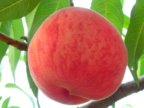 【数量限定、あかつき３ｋｇ】高原のあかつき桃は一味違う！ 硬くて大玉、食べ応え十分！