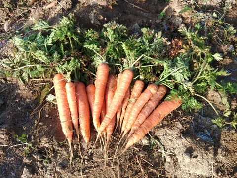 《とりあえず生で！》彩誉ニンジン 1.5kg　（規格外）