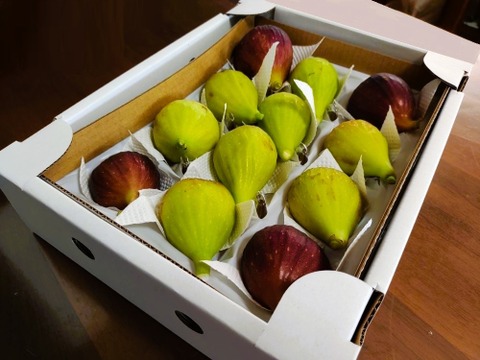 【樹上完熟いちじく！食べ比べ】 バナーネ・桝井ドーフィン１２個（農薬不使用）