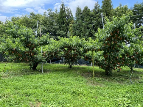 希少！ふゆももがたり（贈答約1.3キロ）5〜6玉