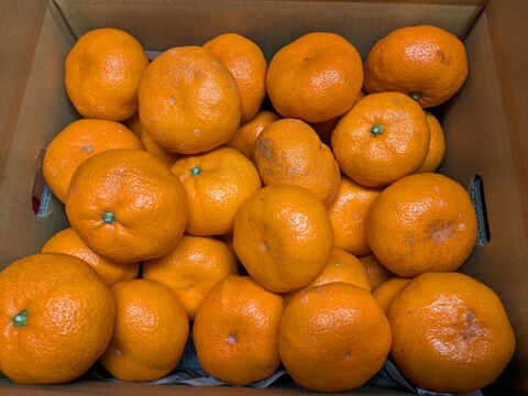 三ヶ日青島みかん 大玉・ご家庭用10kg