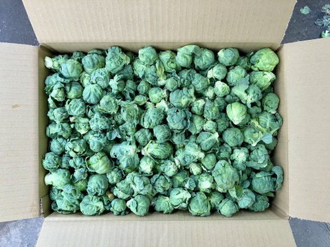【鹿児島産】甘塩芽キャベツ箱込み4キロ^_^
