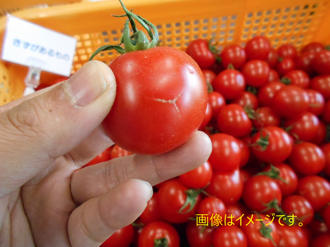 【期間限定商品（5月～６月）訳あり】島根県江津市産　フルーツトマト　笑ちゃんトマト（2ｋｇ）