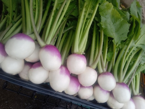 【冬の根菜5点セット】農薬化学肥料不使用！「れんこん800g」「源助大根1本」「あやめ雪かぶ3個」「赤土ごぼう350g」「ちはま五寸にんじん1kg」