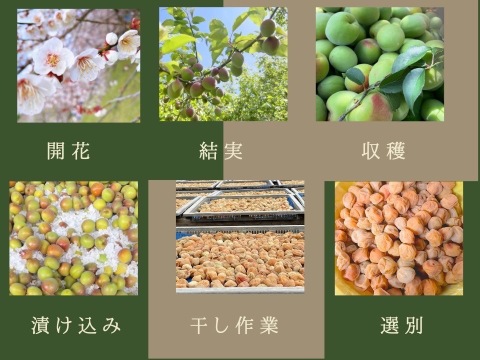 【特別栽培】 うすしお梅干 1000g   紀州 南高梅 農家直送  和歌山県産 自家製