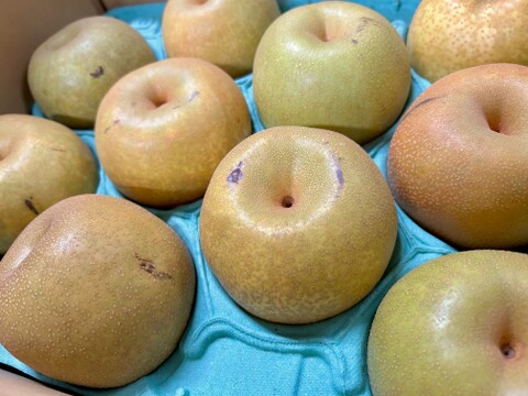 梨の王様👑 千葉県産【新高】5㎏ 家庭用『5玉～10玉入』市川のなし