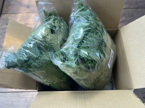 ☆有機JAS認証☆香り豊かな朝採れ青しそ600g