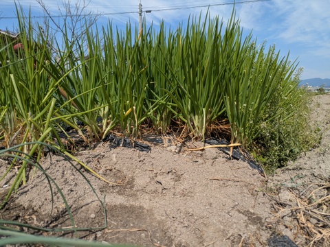 甘さと辛さの絶妙なバランス！『九州博多』のワケギ