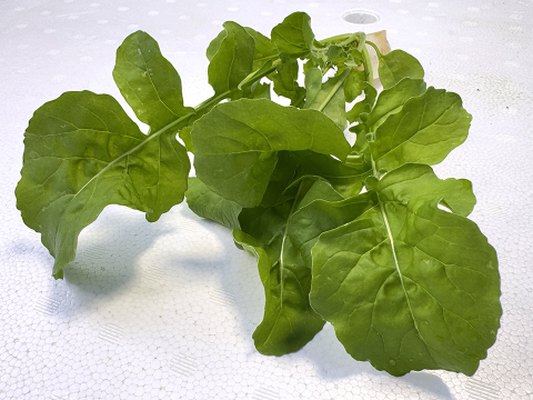 【農薬化学肥料不使用】ダイくんちの野菜！独特な辛みがアクセント！ルッコラ　1箱6袋（1袋6本）