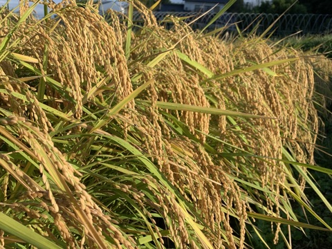 ホタル舞う熊本県産お米「にこまる」精米 10kg 農家直送