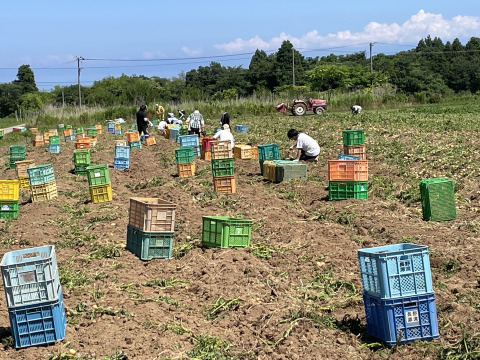 負けません能登！感謝の玉手箱！
能登町産じゃがいも（とうや1.5ｋｇ-２ｋｇ）